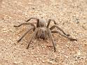 Selenocosmia_stirlingi_D4213_D_88_Alice Springs_Australie